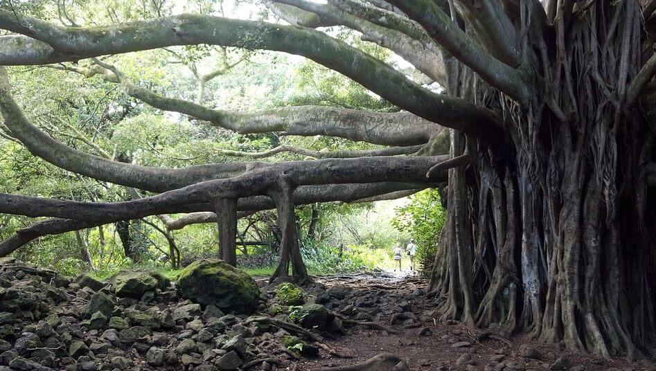 hindu symbol images - Banyan tree