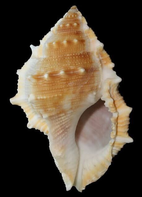 Conch Shell Hindu symbol