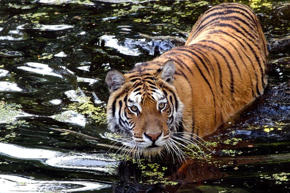 India national symbol tiger