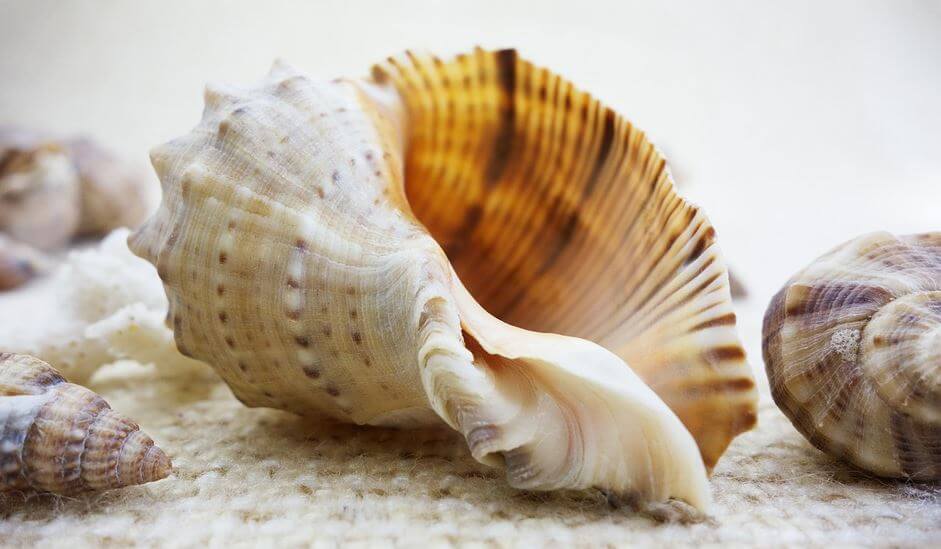The conche shell - Buddhist symbol